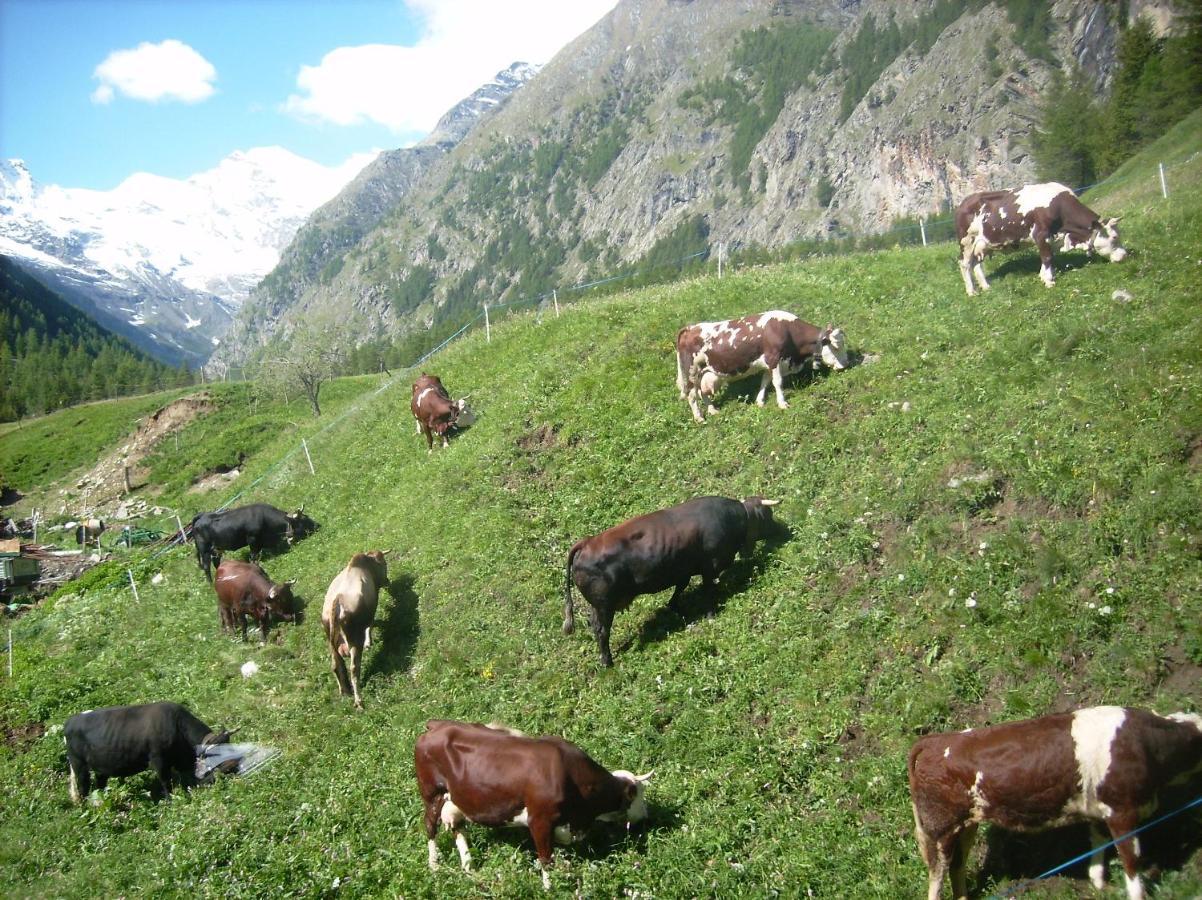 La Ferme du Grand Paradis Cogne Exterior foto